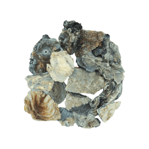 Concha de ágata gris quebrada