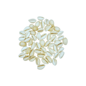 Conchitas de caracol natural para bisutería con perforación para colgar | Chico