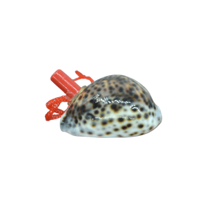 Silbato de concha natural | Modelo 1