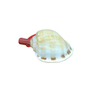 Silbato de concha natural | Modelo 3